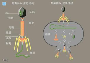 噬菌体为何能瓦解细菌？