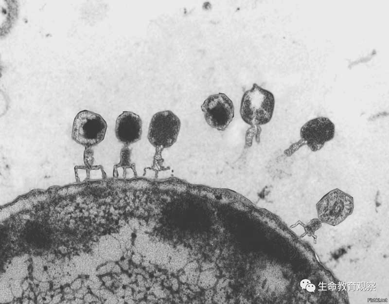 噬菌体是一个缩影：小病毒对大科学的孝顺