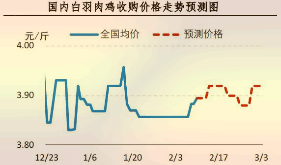 白羽肉鸡