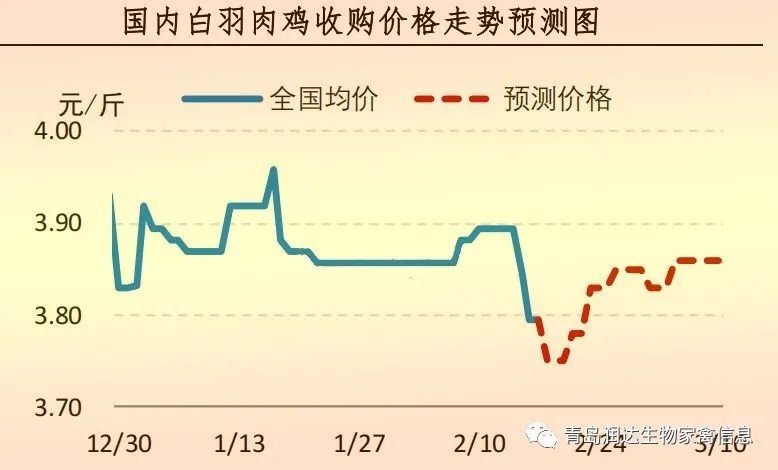 白羽肉鸡