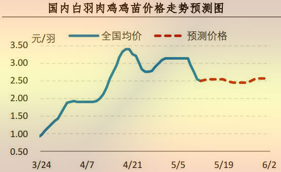 白羽肉鸡鸡苗