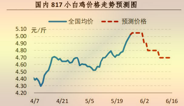 817小白鸡