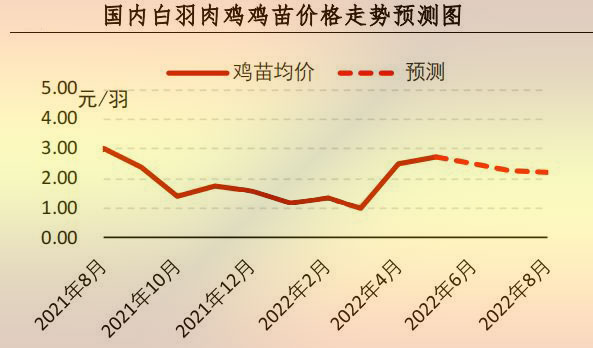 白羽肉鸡苗