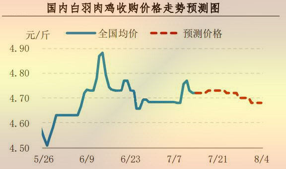 白羽肉鸡